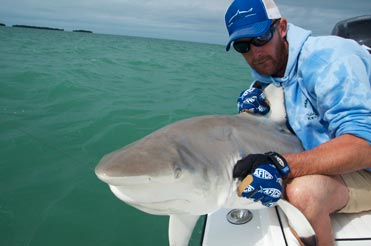 Black tip shark being released in the backcountry