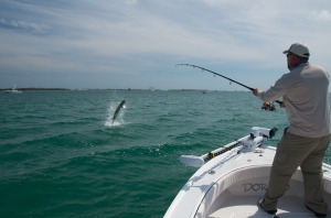 Tarpon jumping in Key West