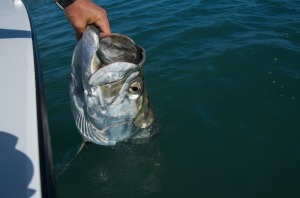 Tarpon release in the Spring time Key West