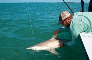 Shark release in Key West