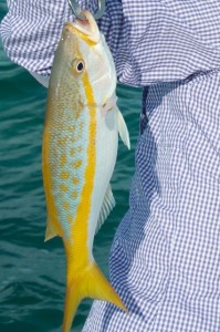 Yellow tail snapper caught in Key West