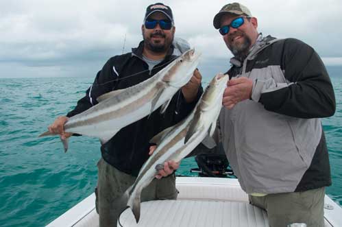 Cobia fishing in Key West