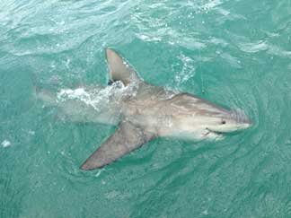 key west shark fishing