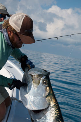 Key West tarpon caught fishing with Capt. Kelso