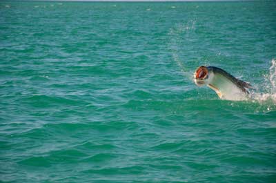 A Key West Tarpon jumping