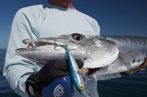 Barracuda caught in the Marquesas Keys           